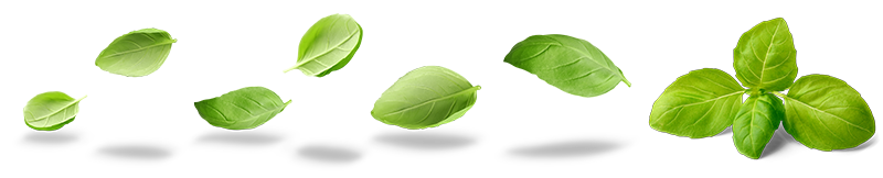 basilic2o